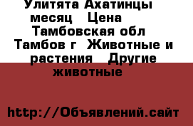 Улитята Ахатинцы 1 месяц › Цена ­ 20 - Тамбовская обл., Тамбов г. Животные и растения » Другие животные   